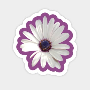 White Daisy Osteospermum Flower Photograph Sticker